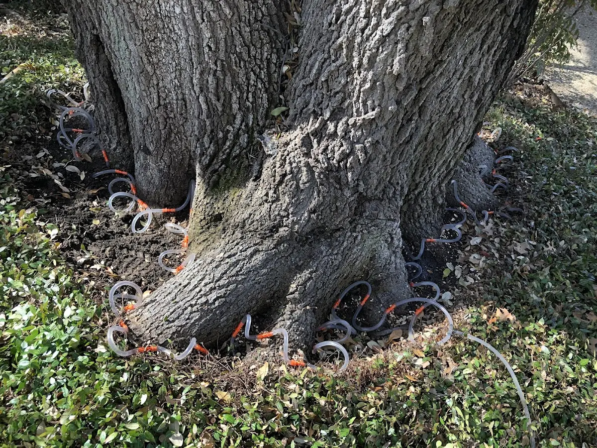 Detailed Tree Cabling and Bracing job site in Wynnewood
