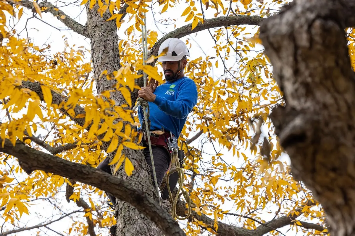 Skilled Tree Planing crew working in Wynnewood