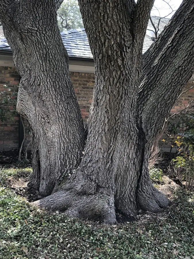 Mature heritage tree close to a Wynnewood property cared for by certified arborists